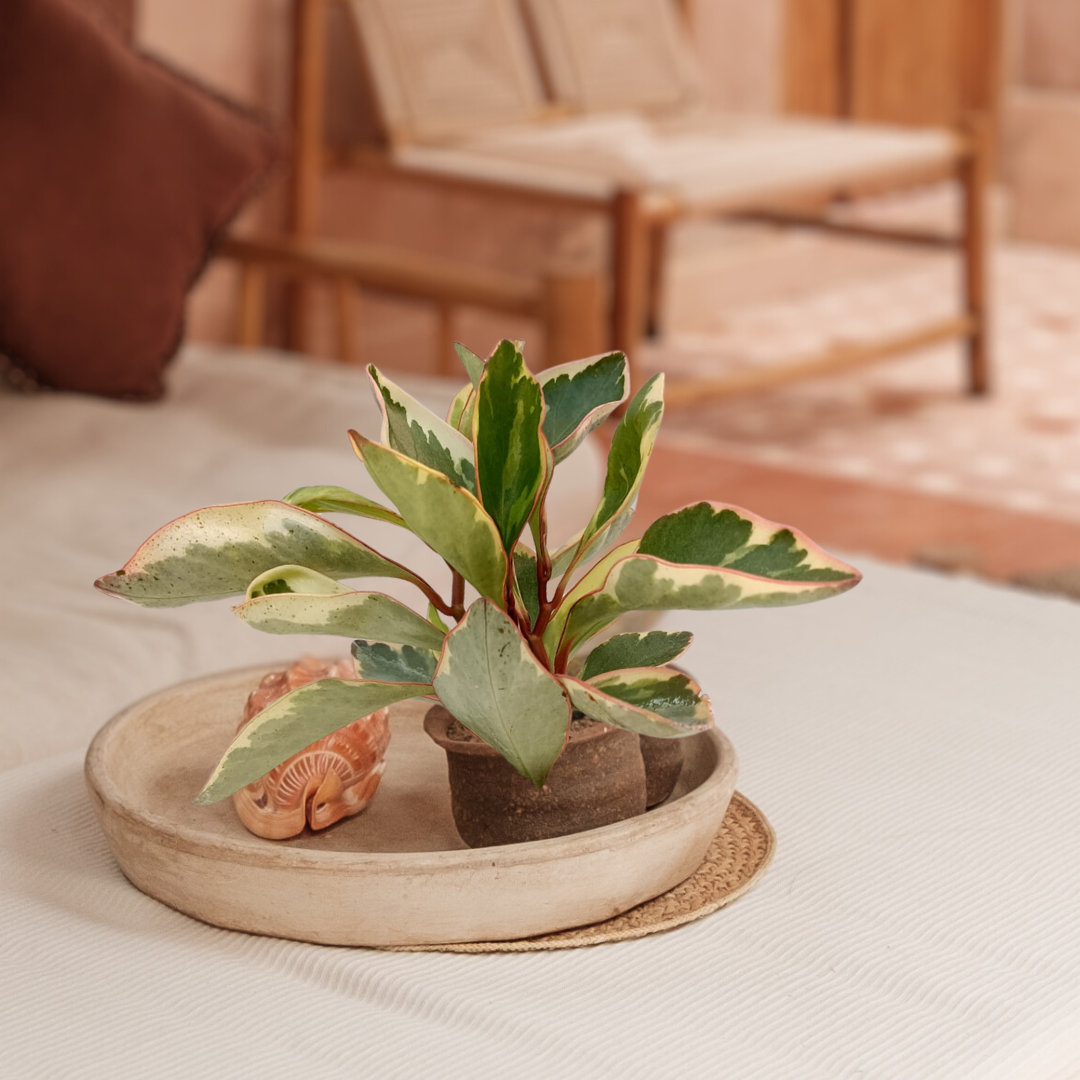 Peperomia Ginny