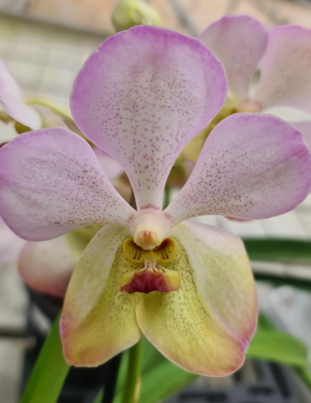 Vanda Harkana Tkatchenko