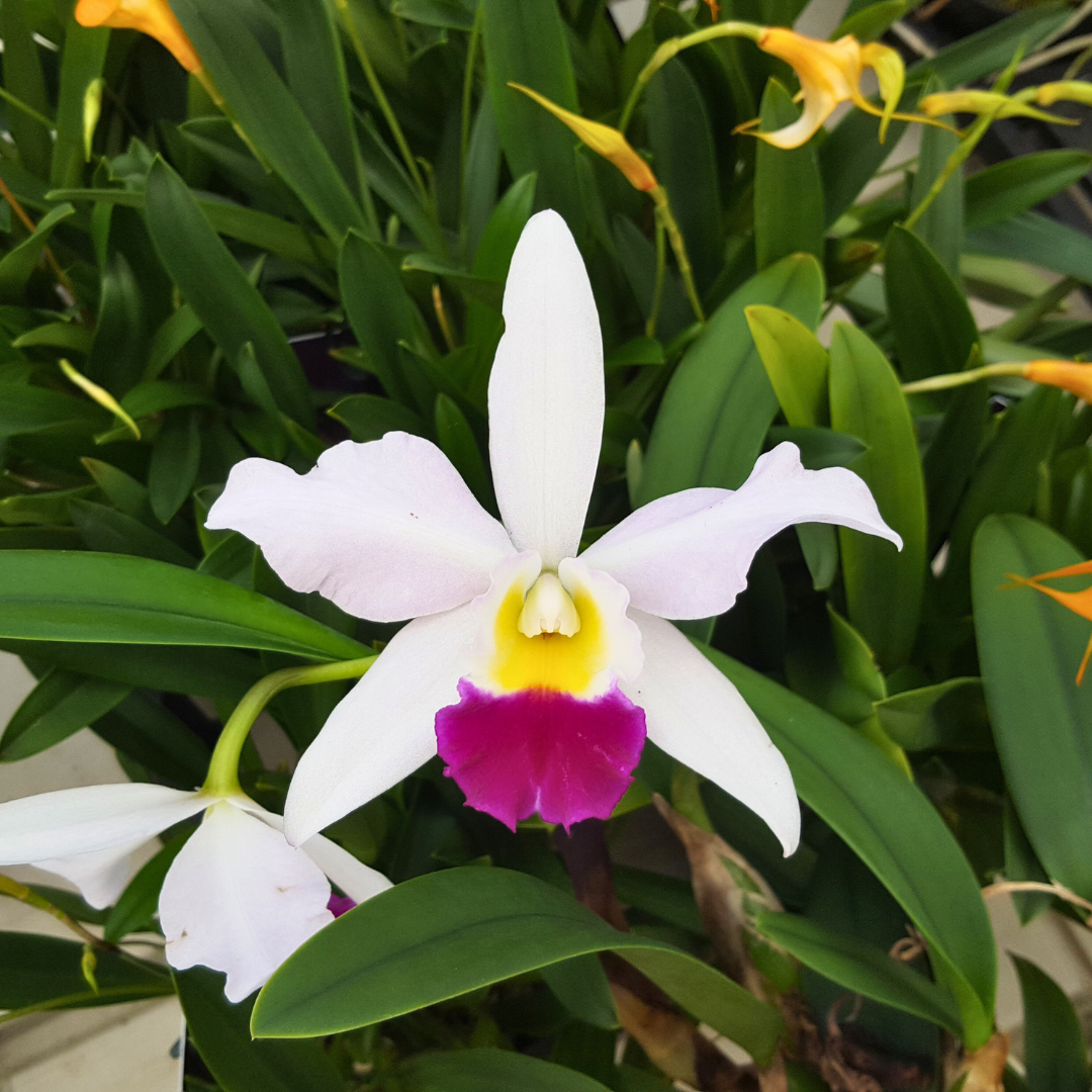Cattleya Eva