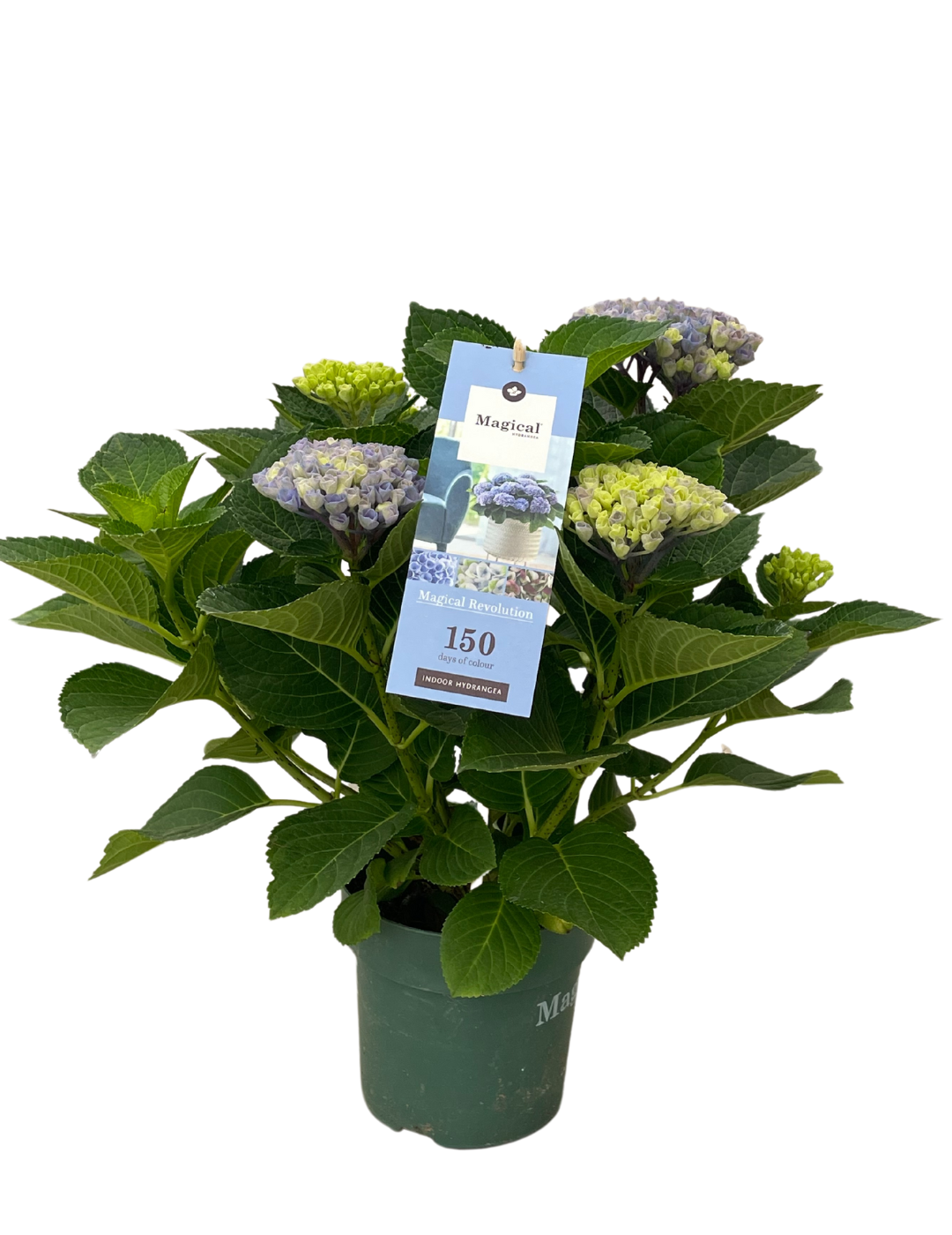 Hydrangea Magical Ortensia