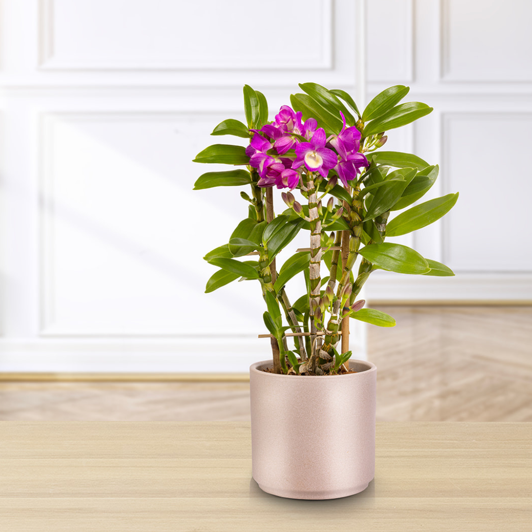 Dendrobium Lucky Girl Scuro