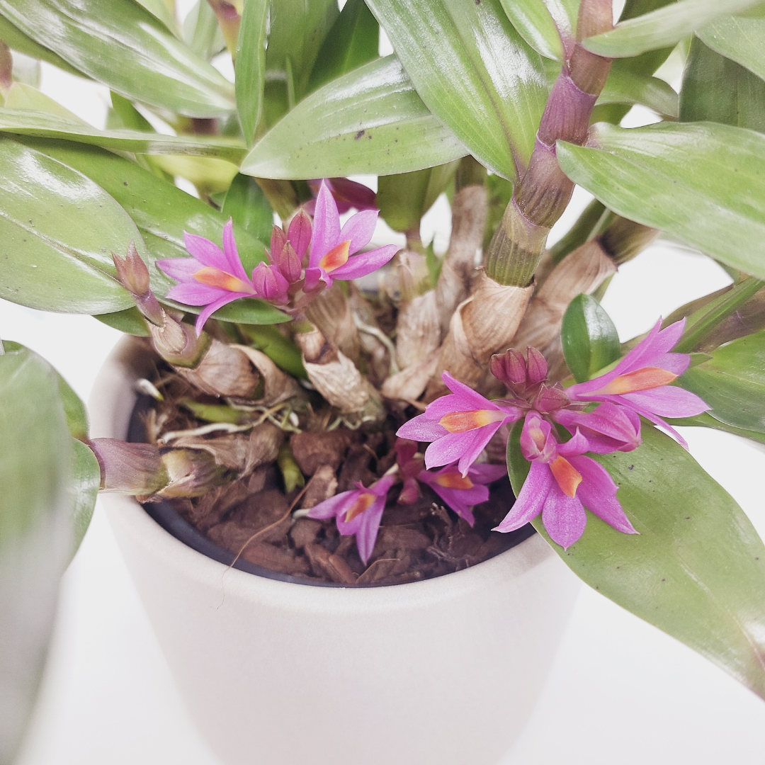 Dendrobium Hibiki