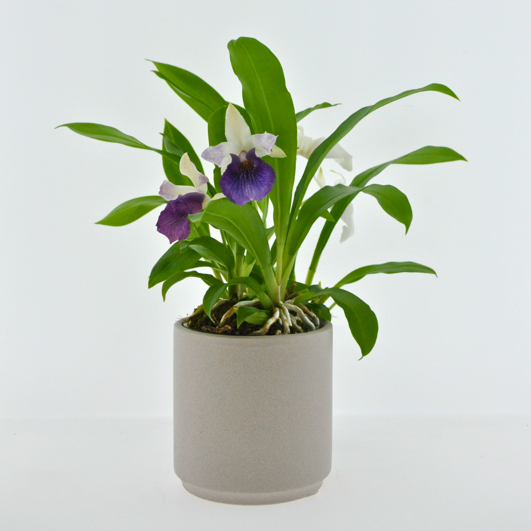 Cochleanthes Ø9