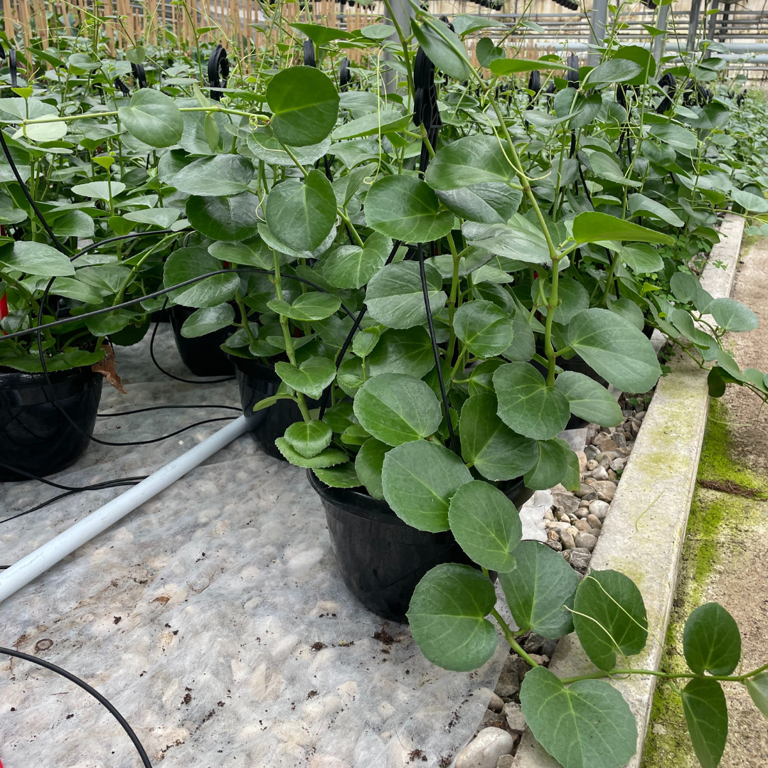 Cissus Rotundifolia