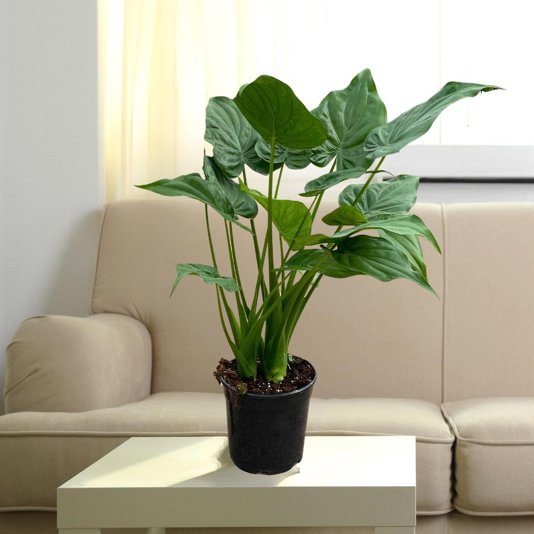 Alocasia Cucullata