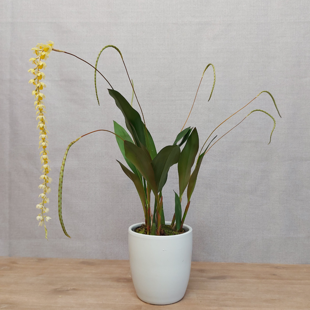 Dendrochilum Cobbianum