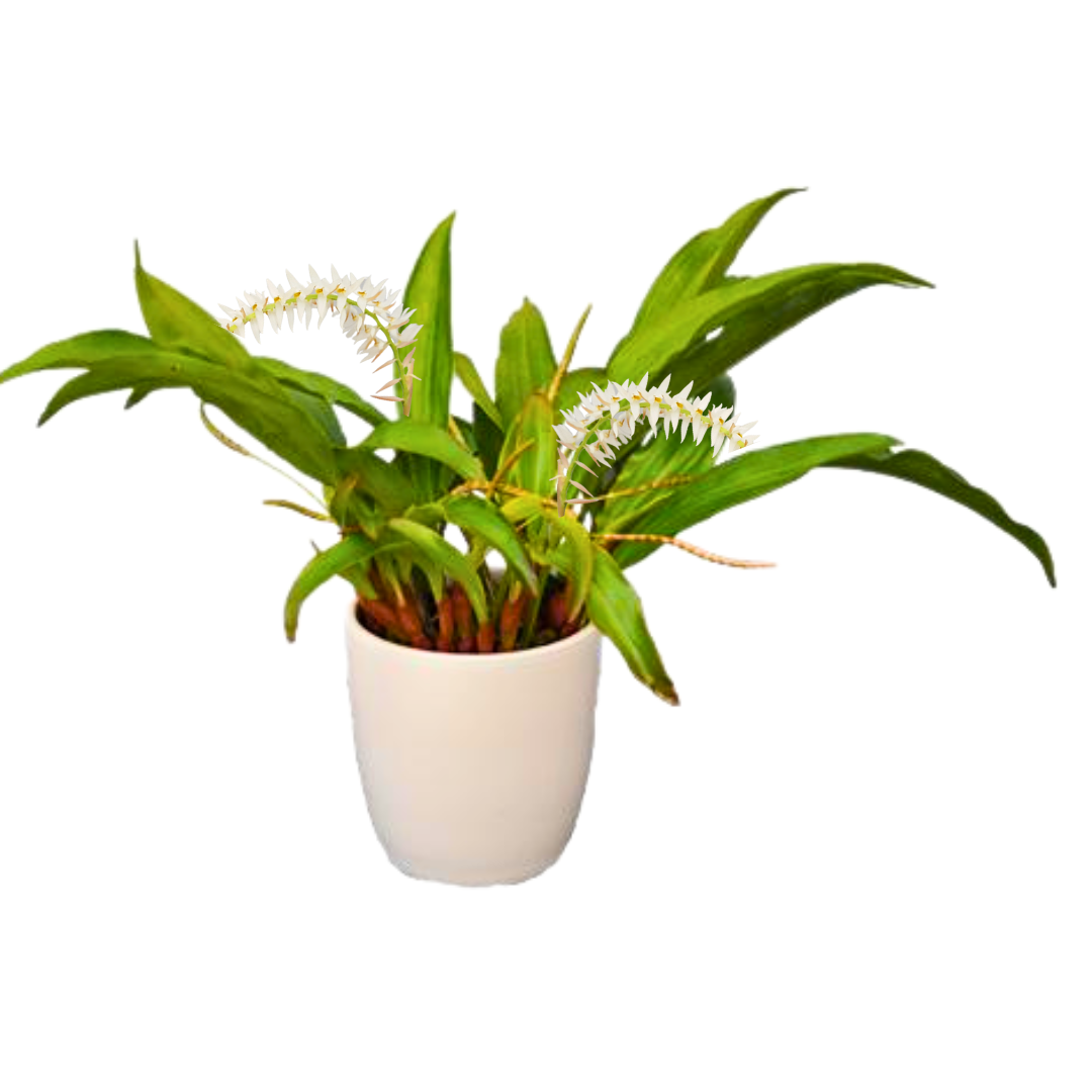 Dendrochilum Glumaceum
