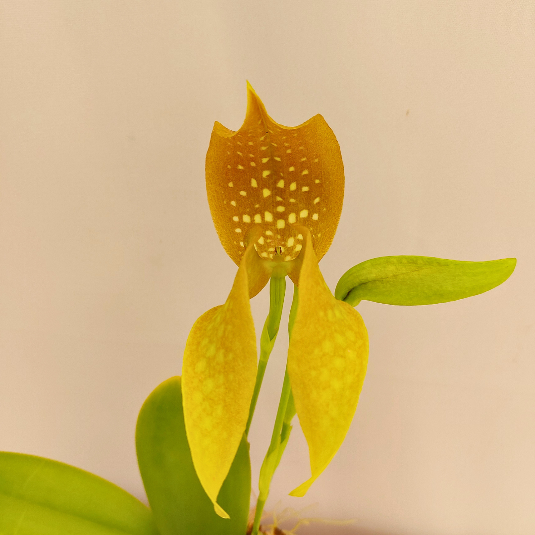 Bulbophyllum Grandiflorum