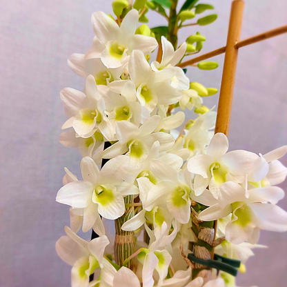 Dendrobium Baby Love Pocket