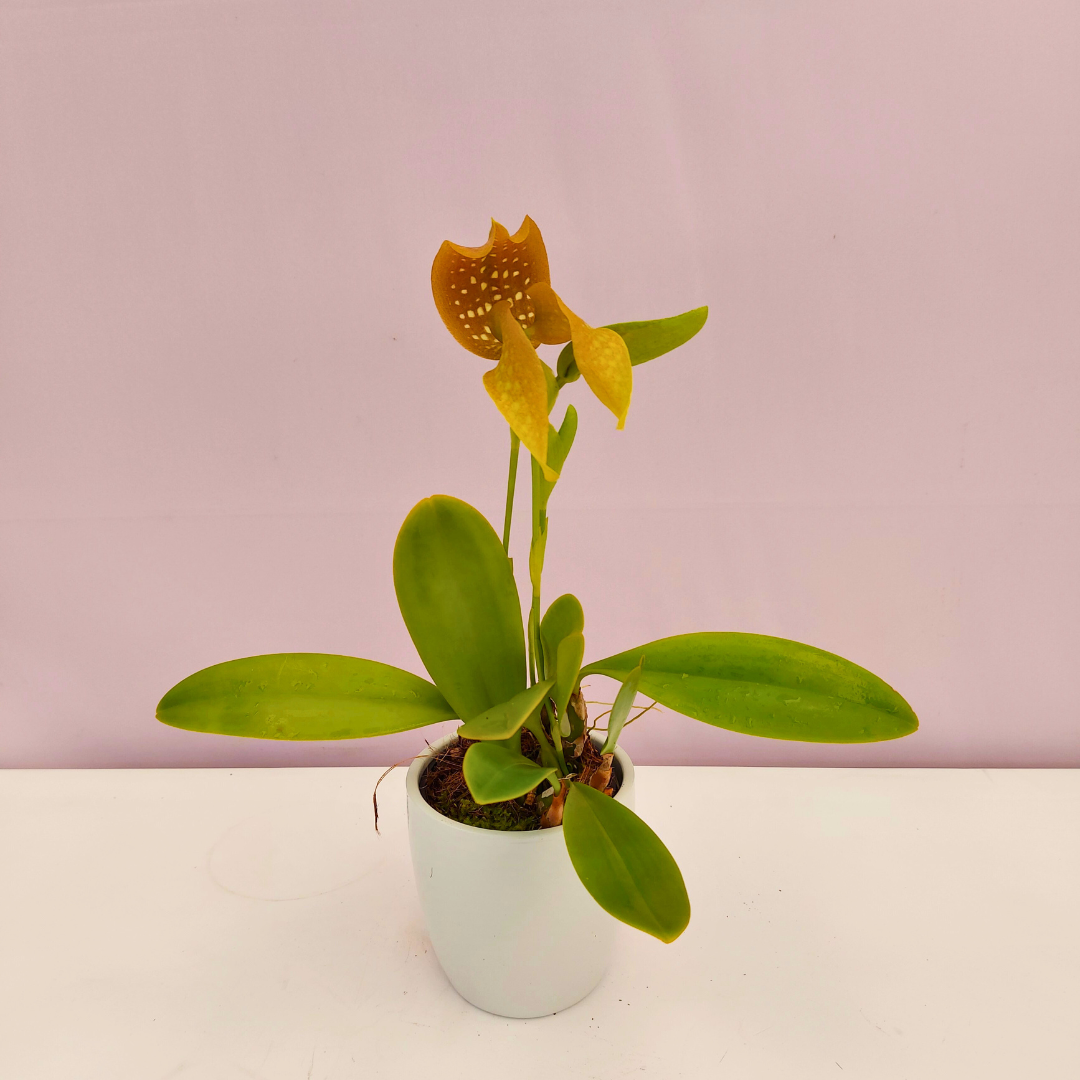 Bulbophyllum Grandiflorum