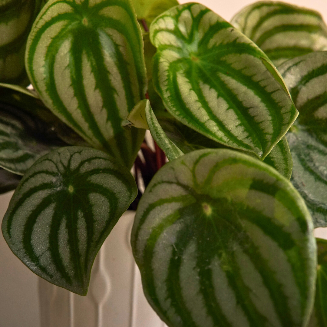 Peperomia Argyreia Watermelon