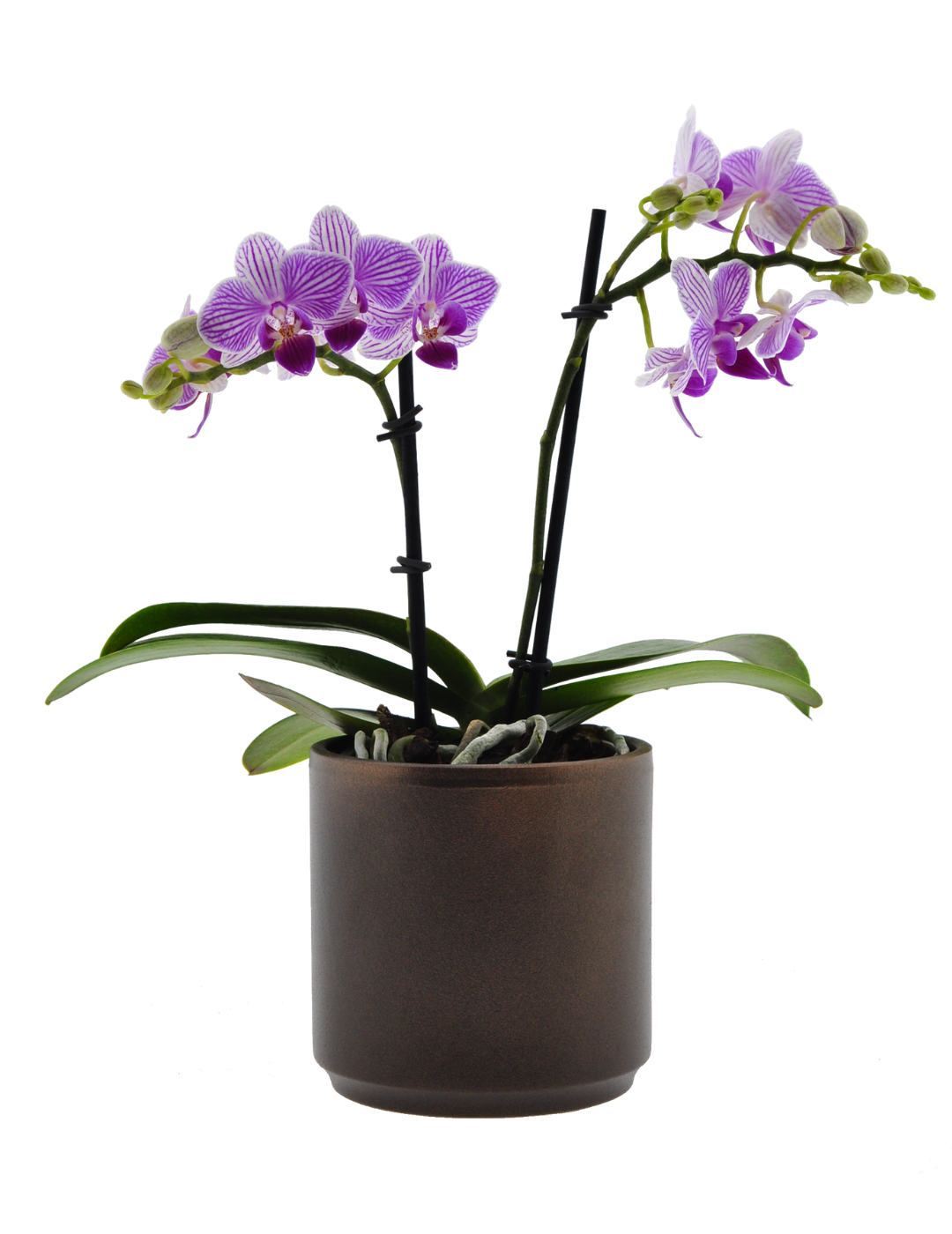 Phalaenopsis Lollipop Ø9