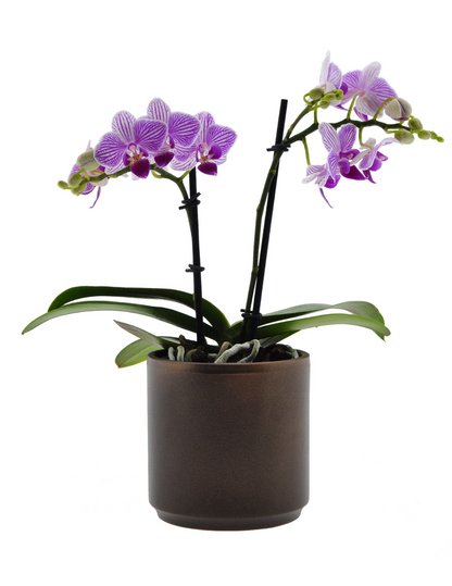 Phalaenopsis Lollipop Ø9