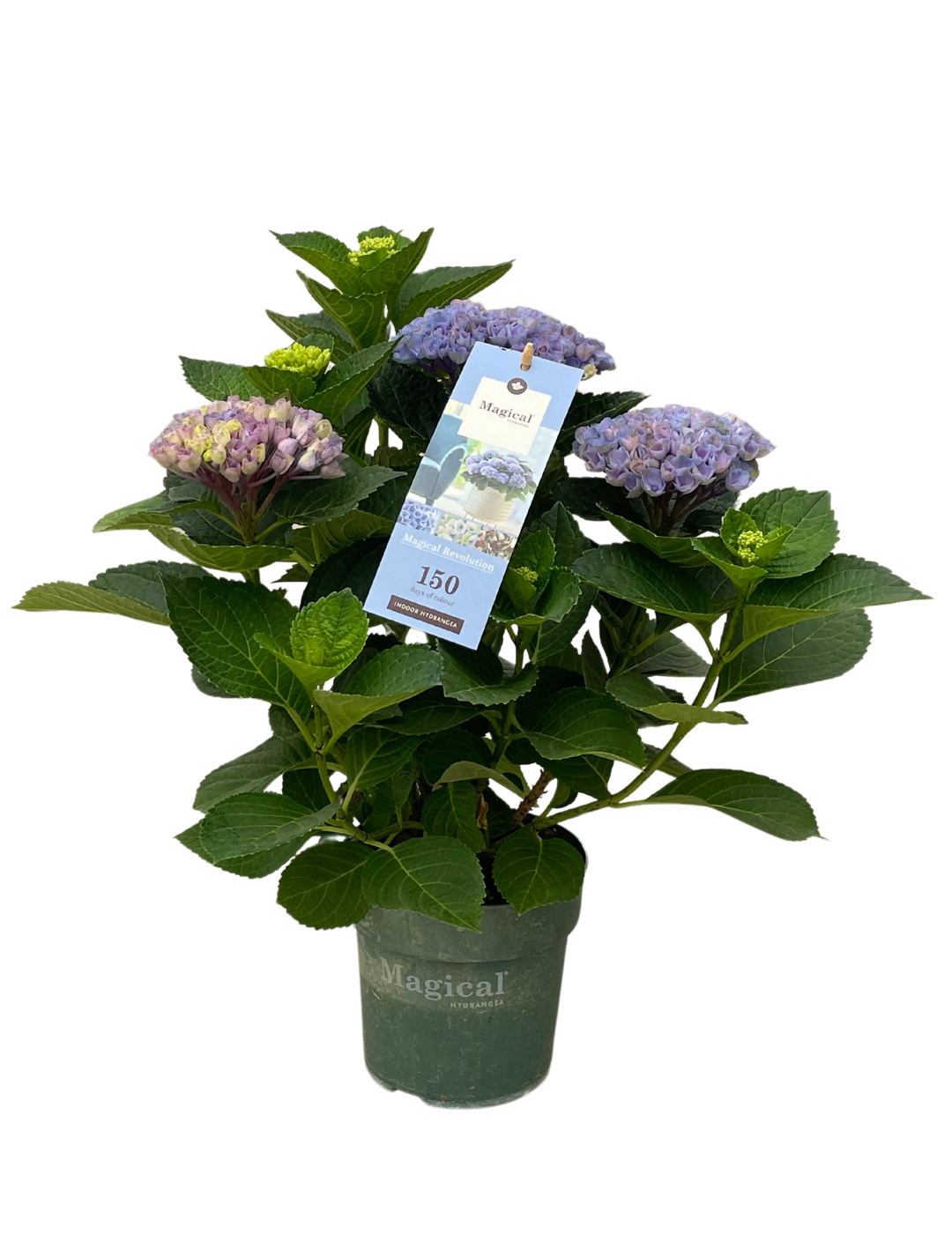 Hydrangea Magical Ortensia