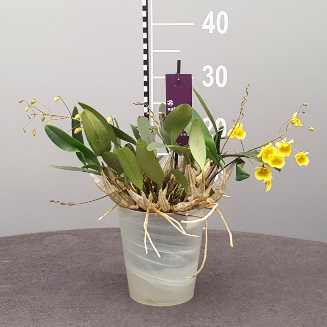 Dendrobium Aggregatum