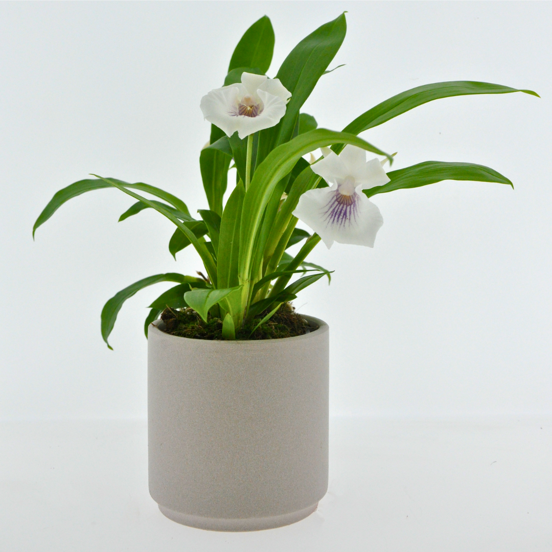 Cochleanthes Ø9