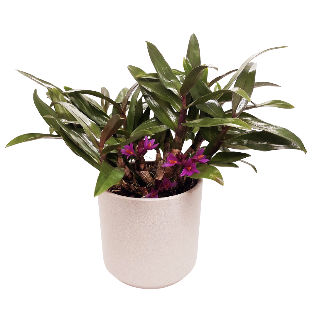Dendrobium Hibiki