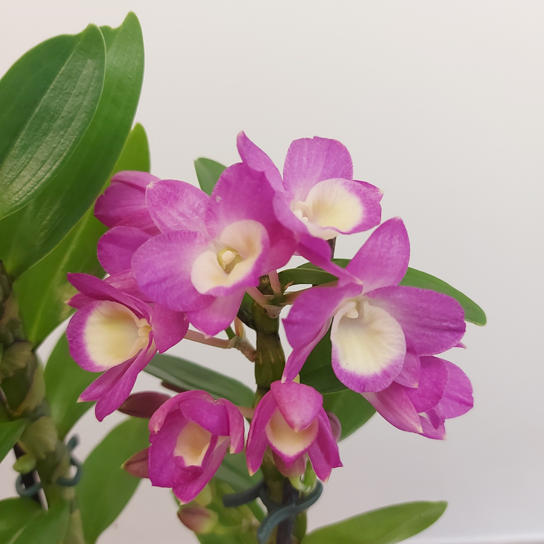 Dendrobium Lucky Girl Scuro