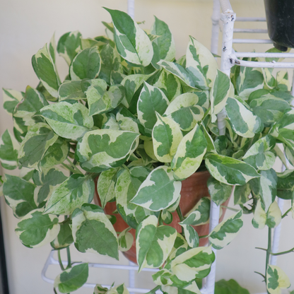 Hoya Carnosa Krimson Queen Ø14 Baschet