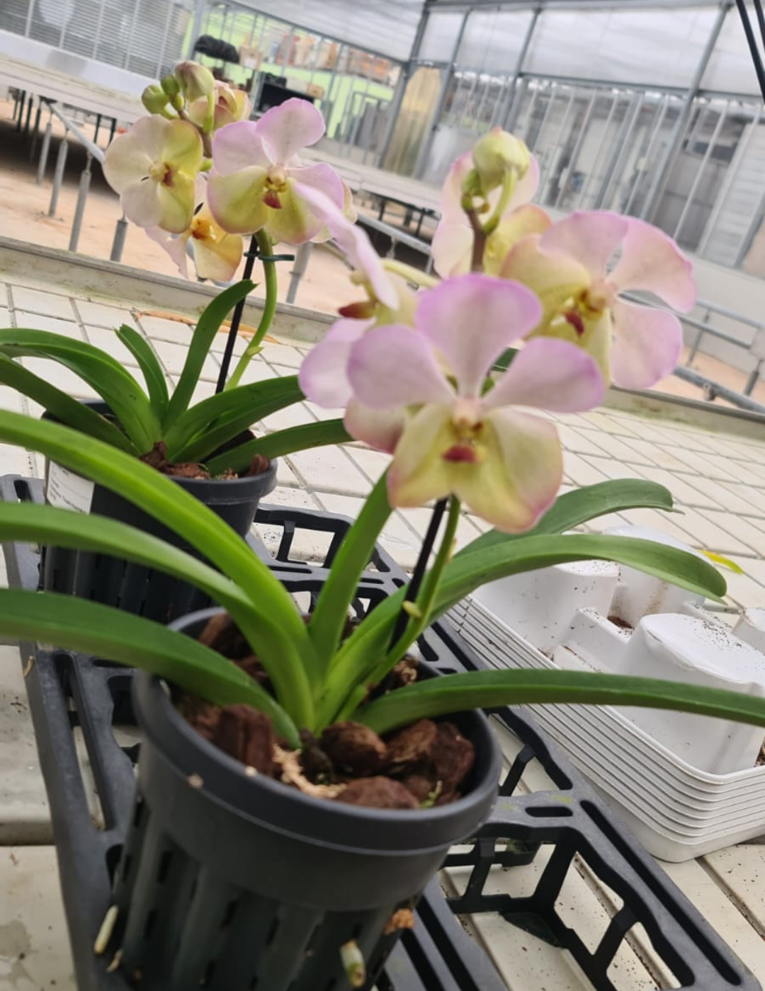 Vanda Harkana Tkatchenko