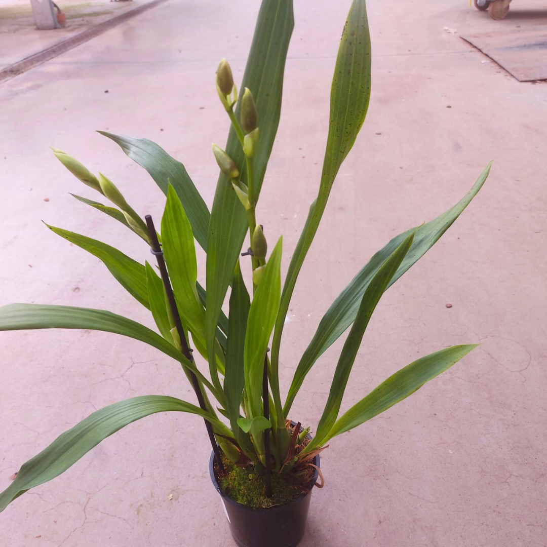 Zygopetalum Chief