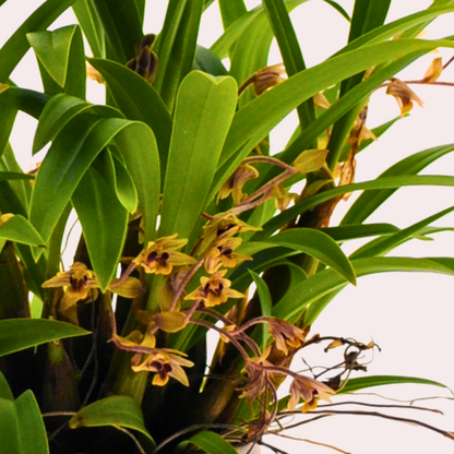 Dendrobium Leonie