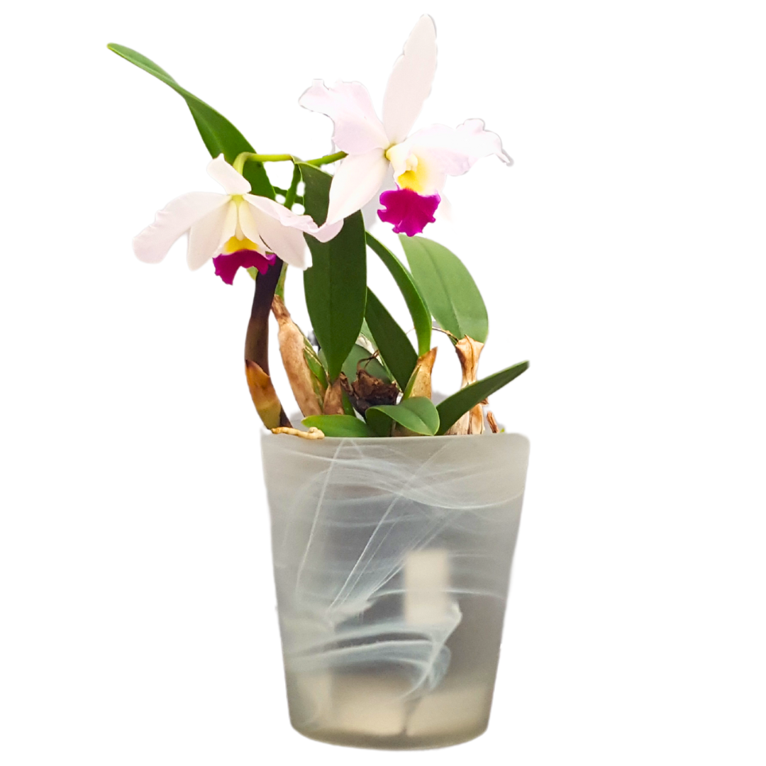 Cattleya Eva