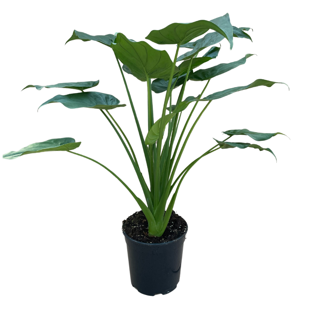 Alocasia Cucullata