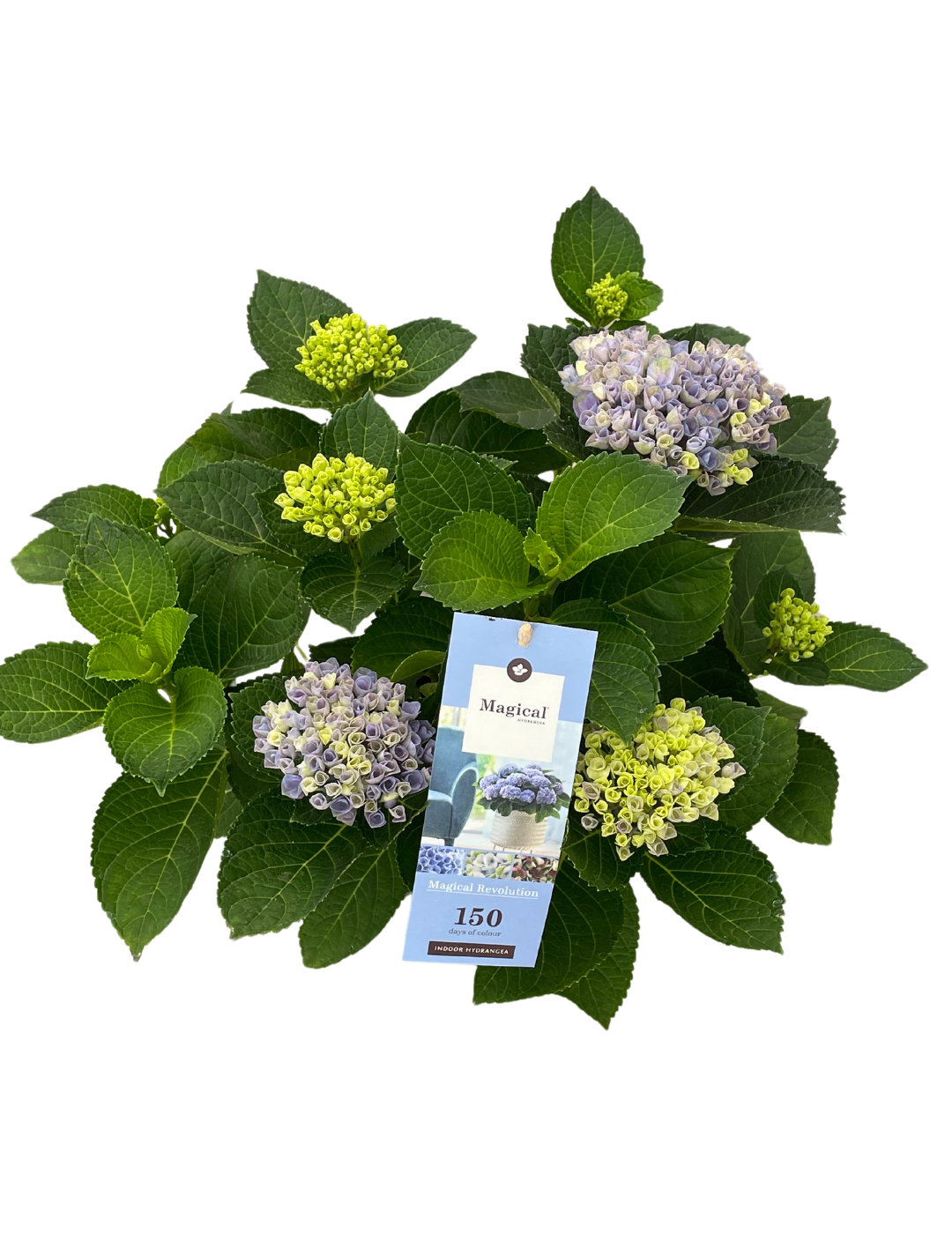 Hydrangea Magical Ortensia