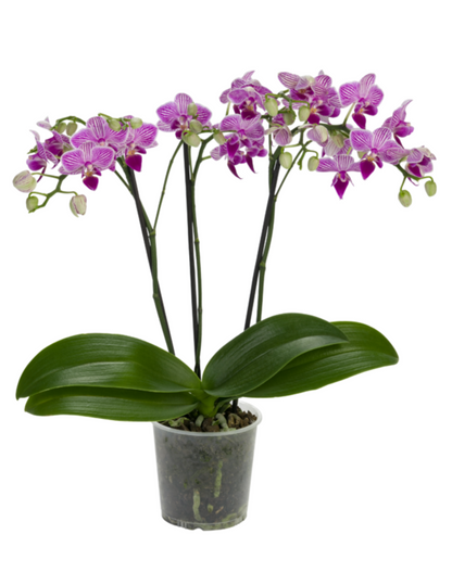 Phalaenopsis Lollipop Ø9