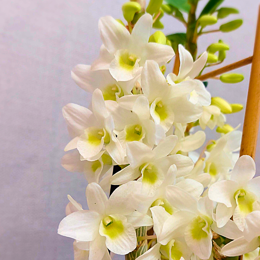 Dendrobium Baby Love Pocket