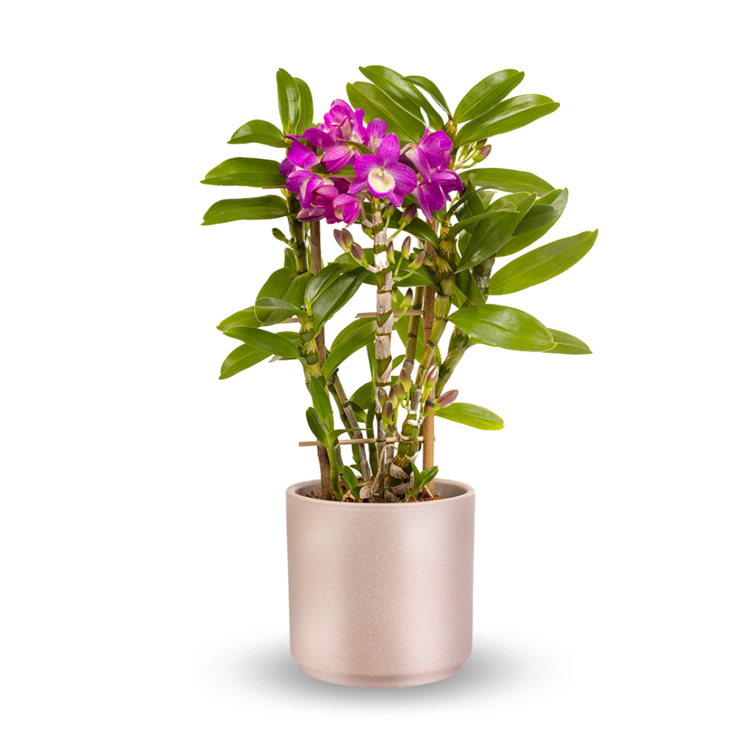 Dendrobium Lucky Girl Scuro