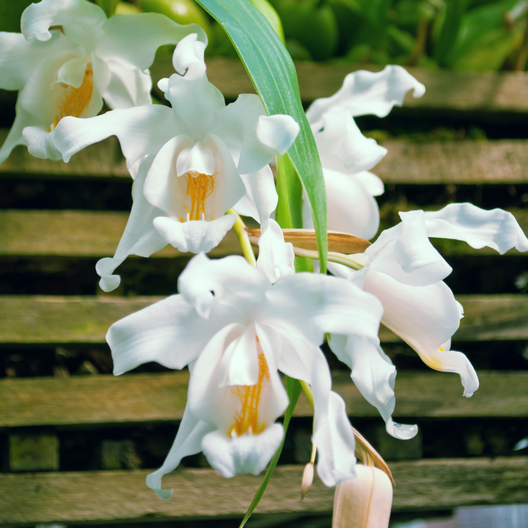 Coelogyne Cristata