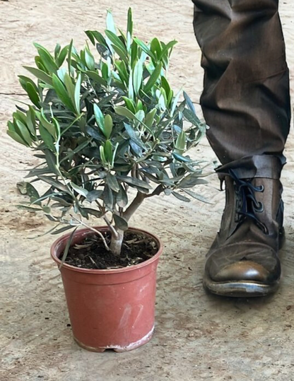 Olivo Bonsai