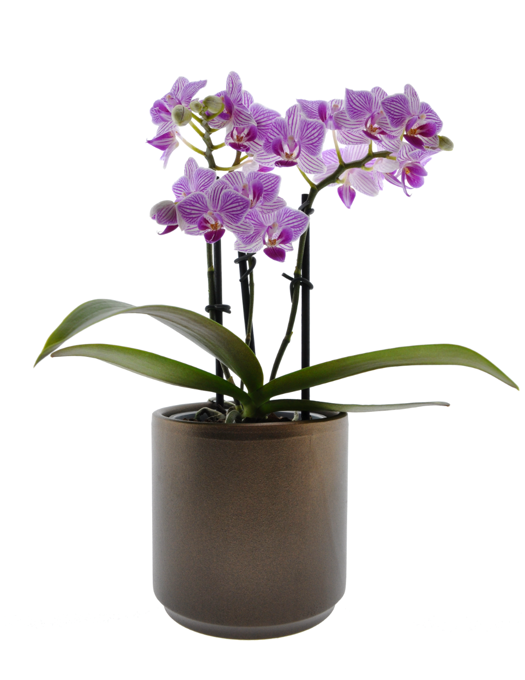 Phalaenopsis Lollipop Ø9