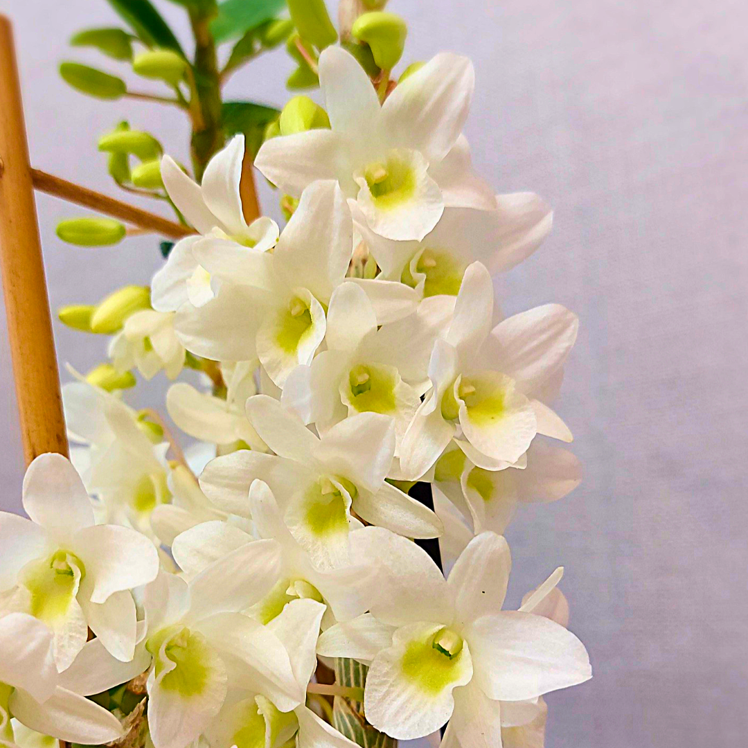 Dendrobium Baby Love Pocket