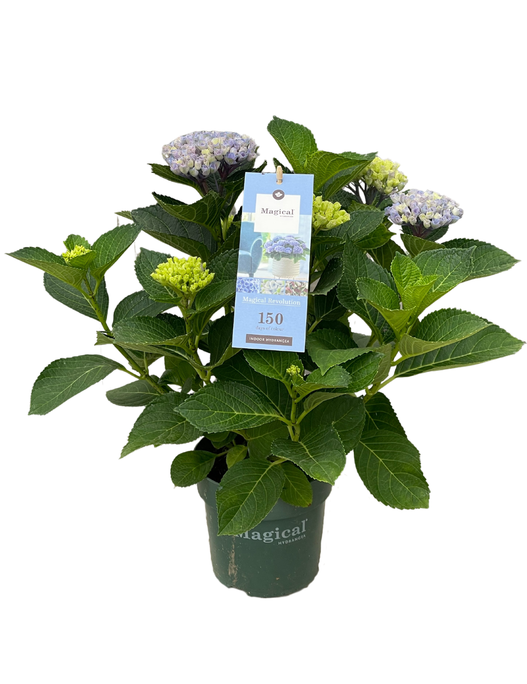 Hydrangea Magical Ortensia