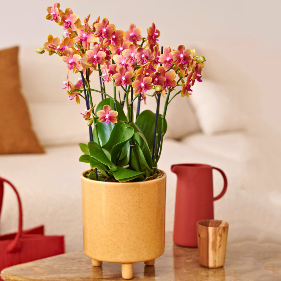 Phalaenopsis Bolgheri Ø9