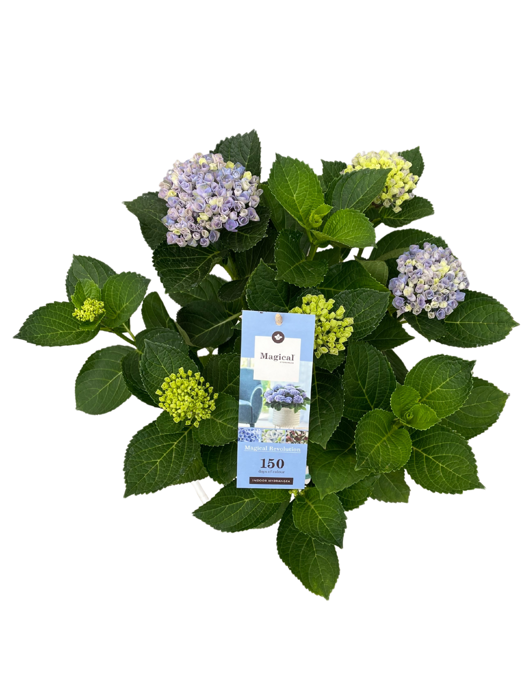 Hydrangea Magical Ortensia