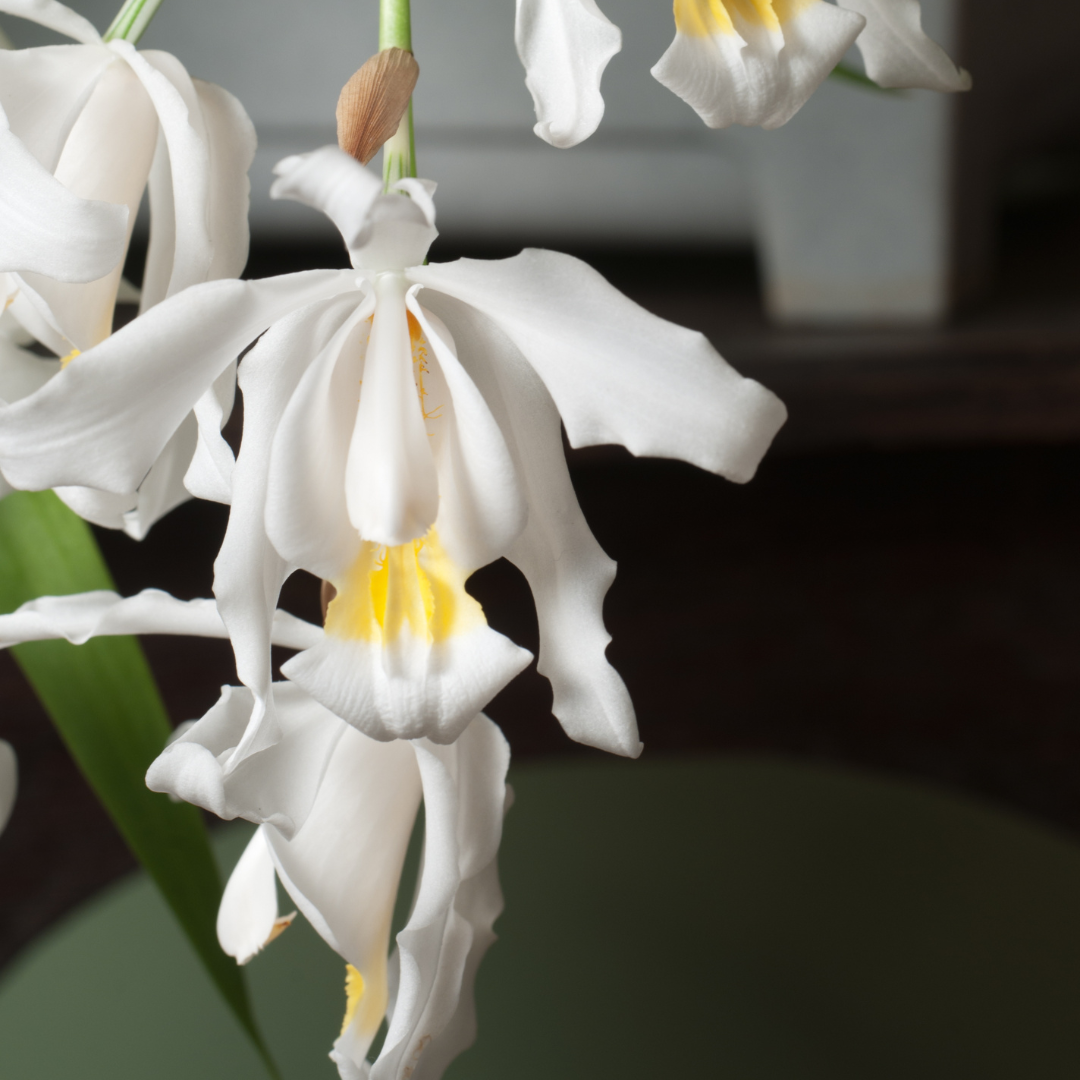 Coelogyne Cristata