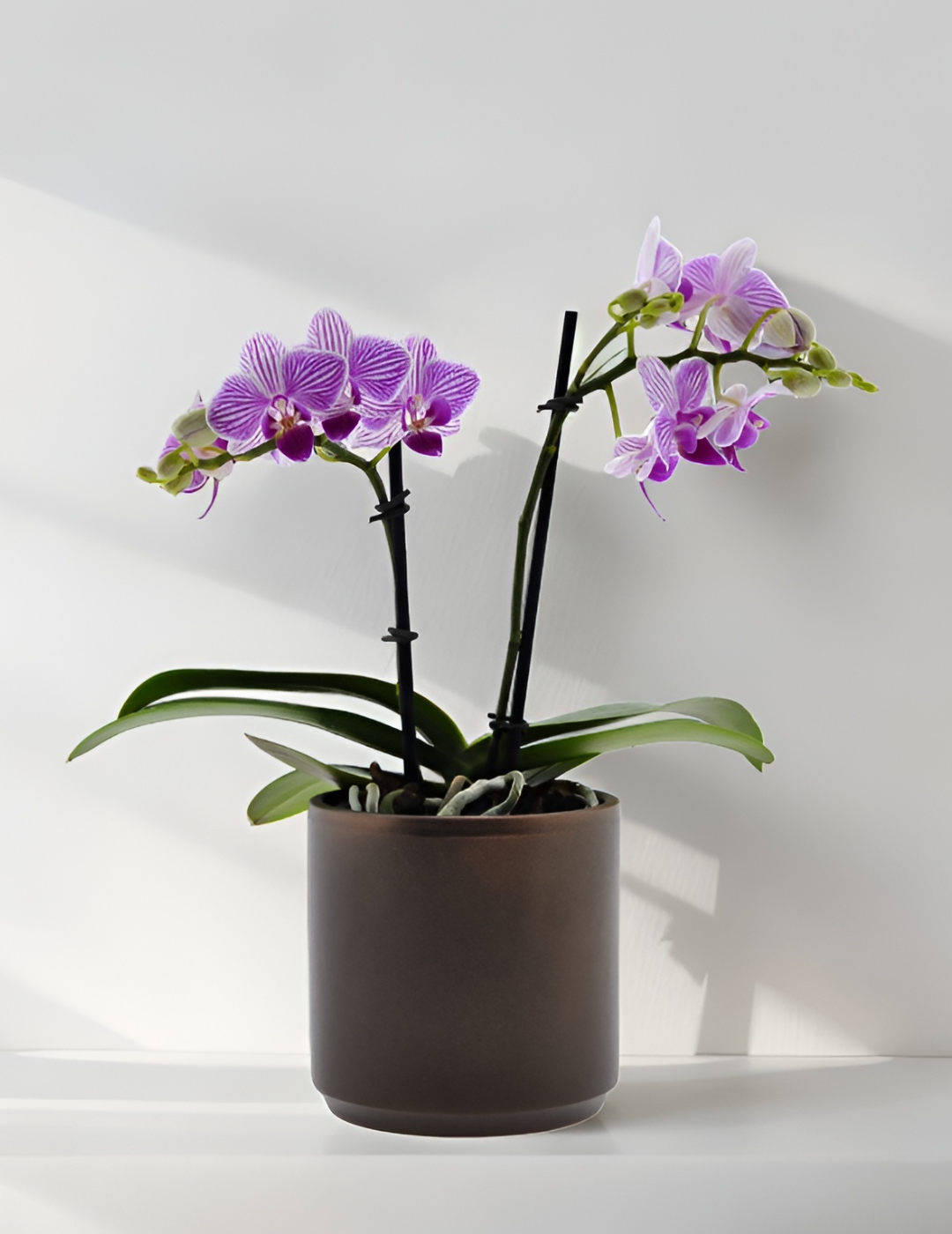 Phalaenopsis Lollipop Ø9