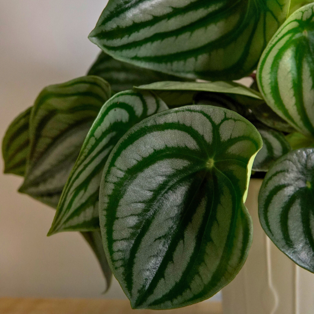 Peperomia Argyreia Watermelon