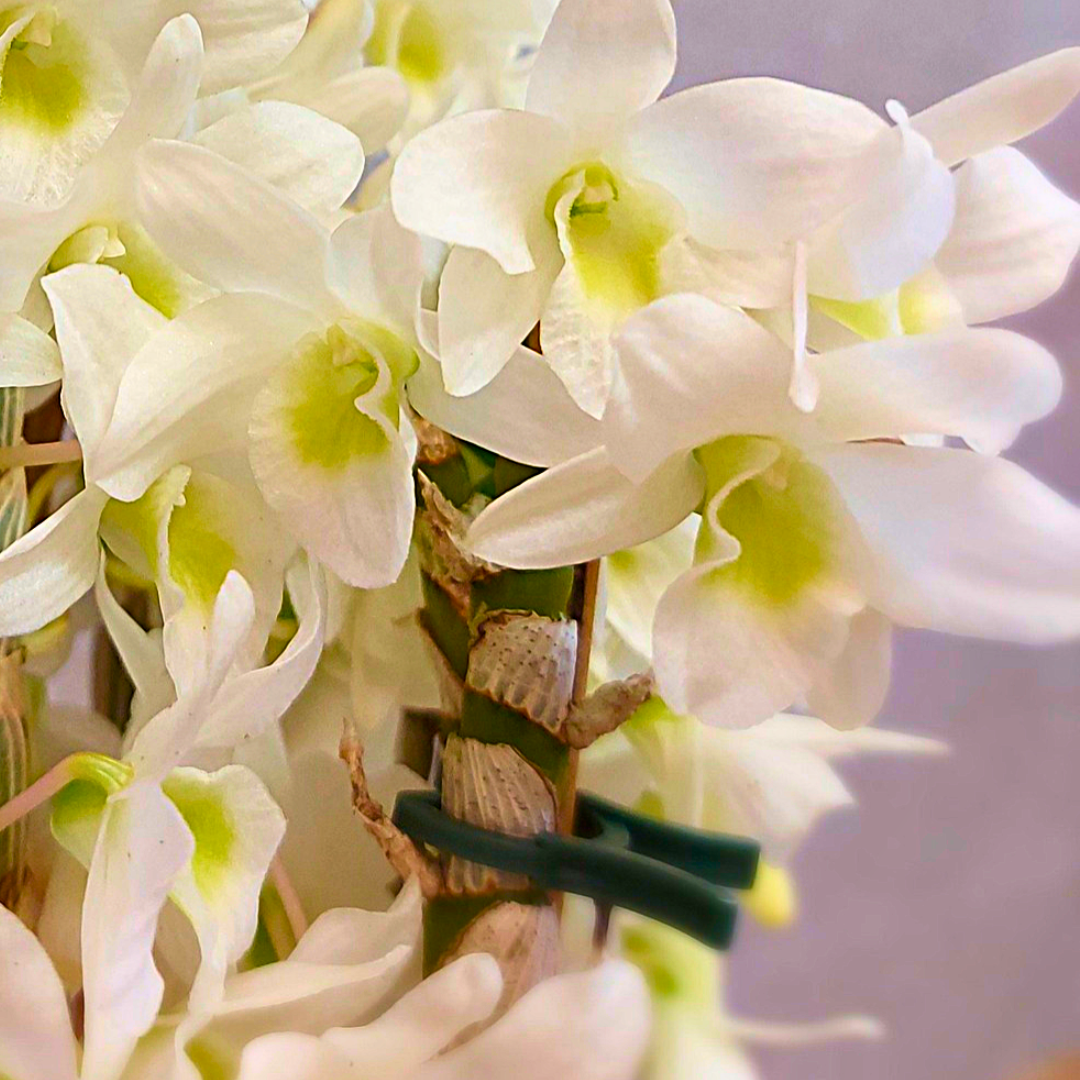 Dendrobium Baby Love Pocket