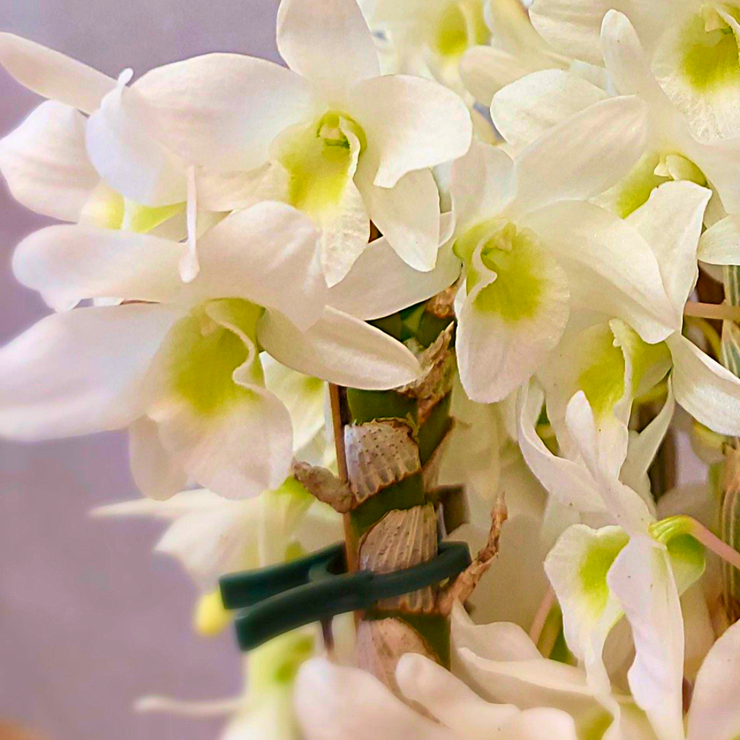Dendrobium Baby Love Pocket