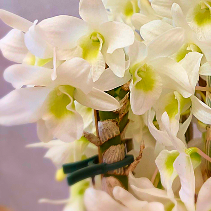 Dendrobium Baby Love Pocket