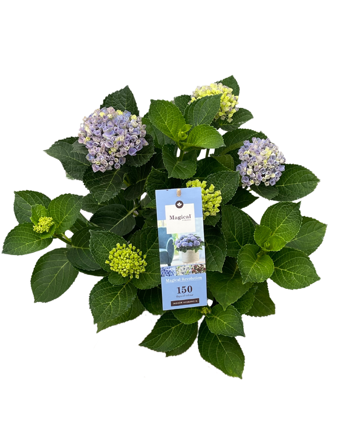 Hydrangea Magical Ortensia