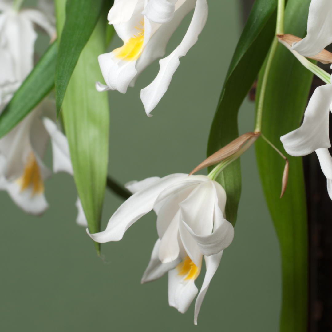 Coelogyne Cristata
