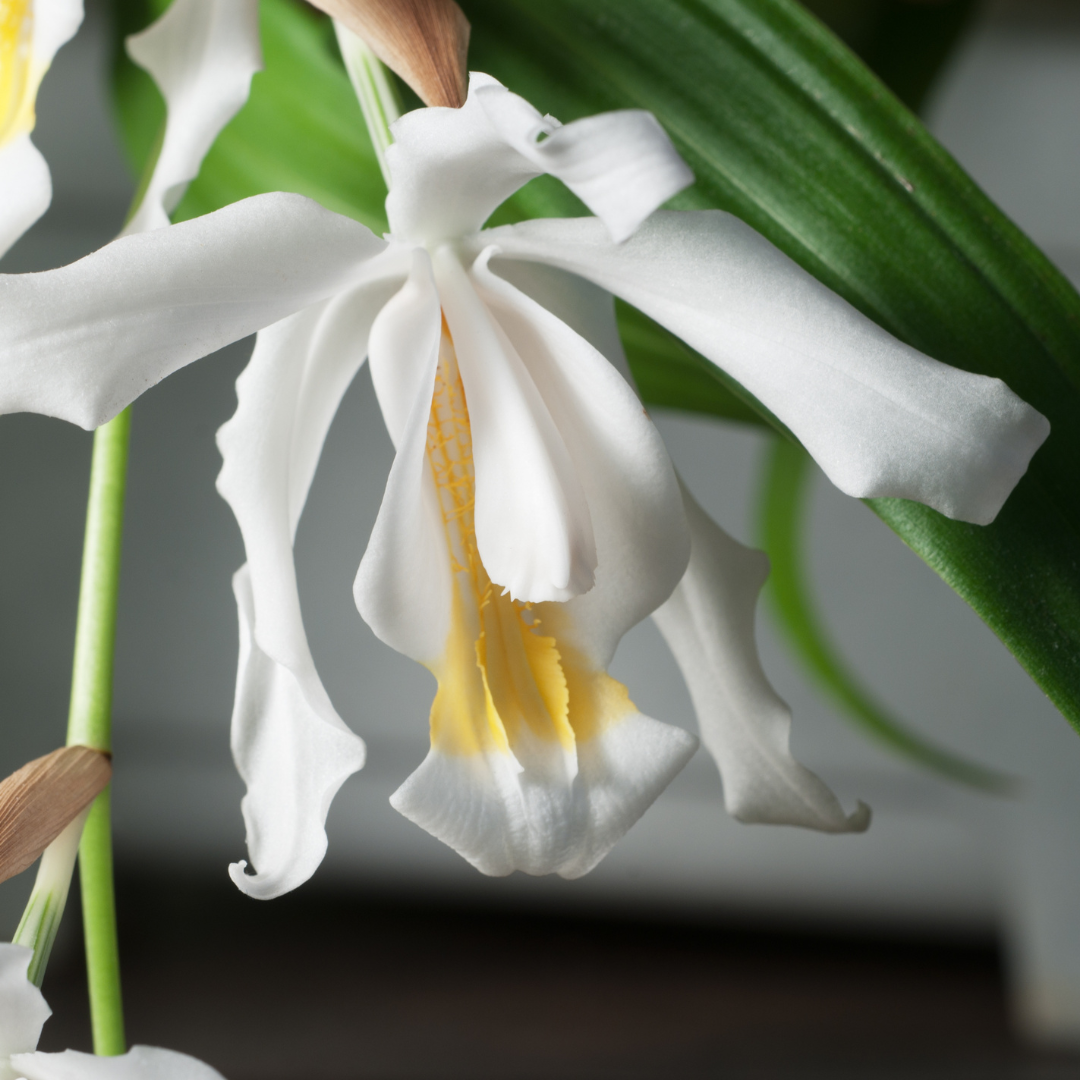 Coelogyne Cristata