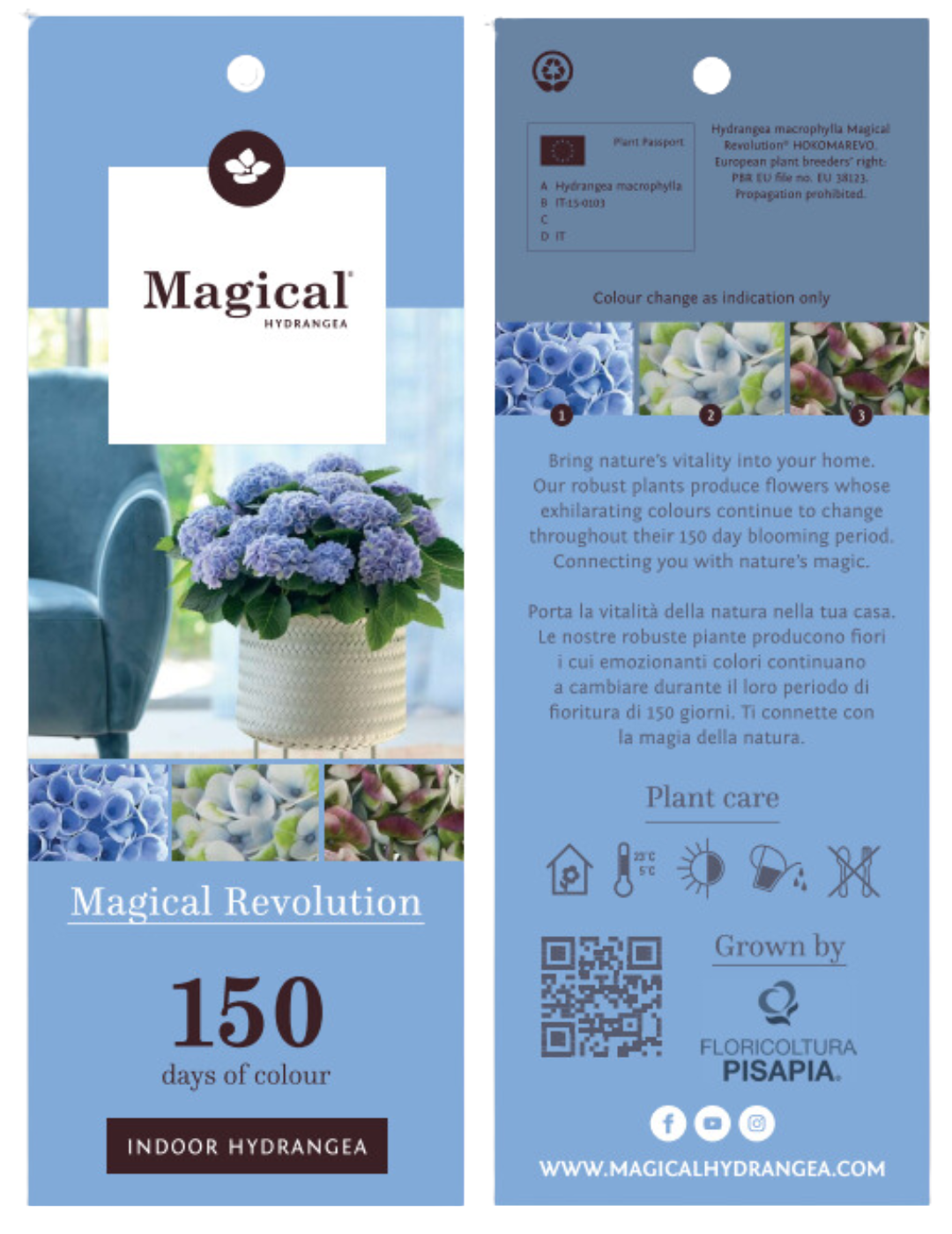 Hydrangea Magical Ortensia