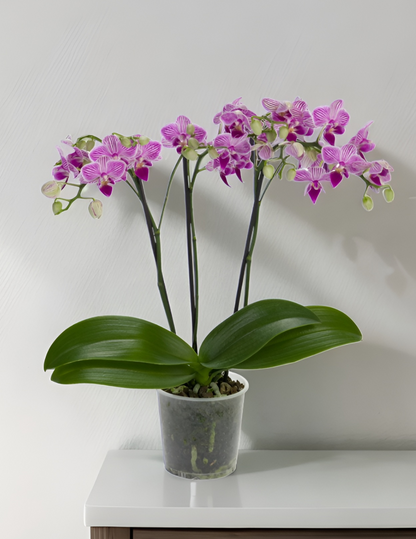 Phalaenopsis Lollipop Ø9